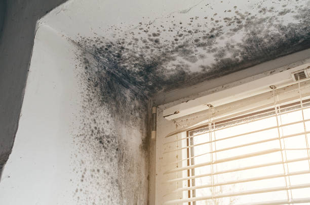 Affordable Hvac And Air Duct Mold Remediation solutions in Rolesville, NC